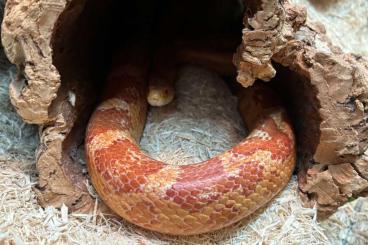Snakes kaufen und verkaufen Photo: Kornnattern 2.0 in gute Hände abzugeben