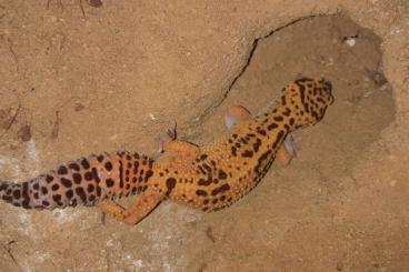 Geckos kaufen und verkaufen Photo: Leopardgecko 1.0 abzugeben Geckos kaufen und verkaufen Photo: Leopardgecko 1.0 abzugeben