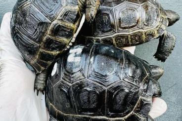 Turtles and Tortoises kaufen und verkaufen Photo: Giant Aldabra babies (Aldabrachelys gigantea)