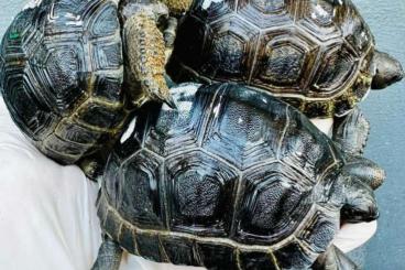 Turtles and Tortoises kaufen und verkaufen Photo: Giant Aldabra babies (Aldabrachelys gigantea)