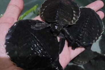 Schildkröten  kaufen und verkaufen Foto: Fly river turtle ( pig nose turtles)