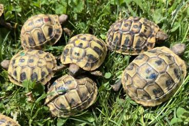 Landschildkröten kaufen und verkaufen Foto: Griechische Landschildkröten Nachzuchten 2023