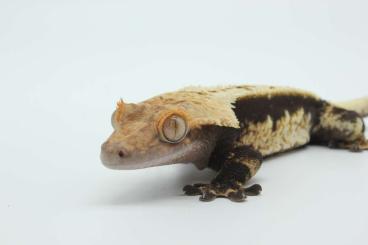 Geckos kaufen und verkaufen Photo: Correlophus Ciliatus/Crested Gecko/Kronengekko/Wimpergekko