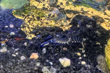 Zwerggarnelen und Krebse kaufen und verkaufen Foto: Dunkelblauer Krebs Variante I, Cherax sp. "Blue Moon