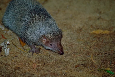 Exotic mammals kaufen und verkaufen Photo: SUCHE / Looking for Greater Hedgehog Tenrec Setifer setosus