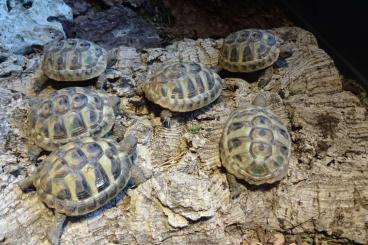 Landschildkröten kaufen und verkaufen Foto: Testudo h. hercegovinensis NZ. 2022 