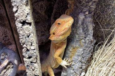 Bearded dragons kaufen und verkaufen Photo: Bartagame sucht neues Zuhause 