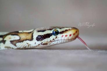 Ball Pythons kaufen und verkaufen Photo: 0.1 Leopard yellowbelly pastel het ultramel 