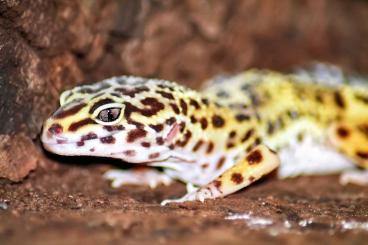 Geckos kaufen und verkaufen Photo: 0.2 Black Night Mack Snow Leopardgeckos