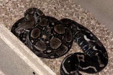 Boas kaufen und verkaufen Foto: 0.1 Boa Constrictor Imperator Nicaragua 