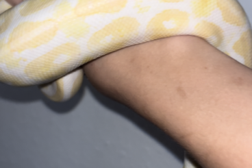 Ball Pythons kaufen und verkaufen Photo: 1.0 Albino Phantom 2021 Männchen 