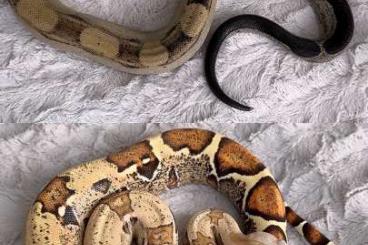 Boas kaufen und verkaufen Foto: 1.0 Anery Motley 66% het VPI T+ & 0.1 VPI T+ Pink Panther Boas kaufen und verkaufen Foto: 1.0 Anery Motley 66% het VPI T+ & 0.1 VPI T+ Pink Panther