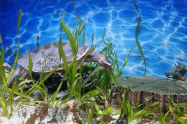 Sumpfschildkröten kaufen und verkaufen Foto: Rotbauch-spitzkopfschildkröte 