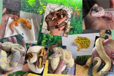 Königspythons kaufen und verkaufen Foto: Biete viele Königspython und weitere Reptilien an