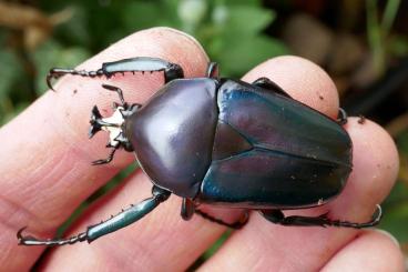 Insects kaufen und verkaufen Photo: Dicornorrhina derbyana oberthueri  - Deep Blue