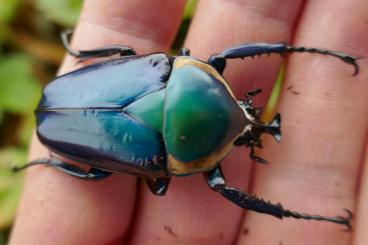 Insekten kaufen und verkaufen Foto: Dicornorrhina oberthueri - larvae after blue parents