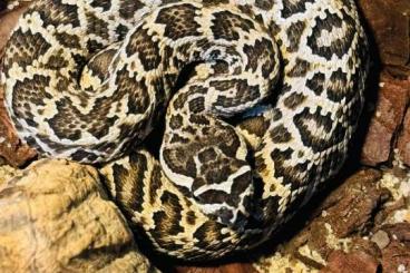 Venomous snakes kaufen und verkaufen Photo: Crotalus oreganus               