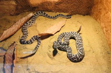 Giftschlangen kaufen und verkaufen Foto: Crotalus oreganus                