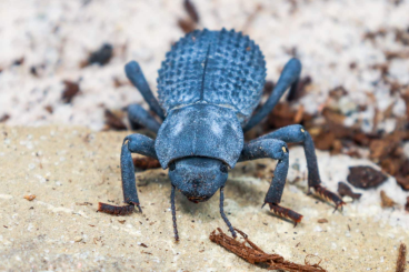 Insekten kaufen und verkaufen Foto: Suche ein paar Asbolus Verrucosus Käfern