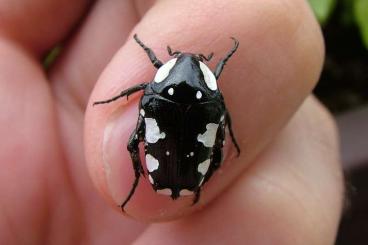 Insects kaufen und verkaufen Photo: Seltene Rosenkäfer und Co. : Persische Saphire und Mini-Kühe