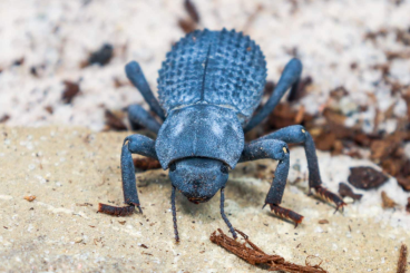 Insekten kaufen und verkaufen Foto: Seltene Rosenkäfer und Co. : Persische Saphire, Mini-Kühe, BDFB