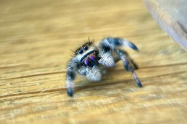 other spiders kaufen und verkaufen Photo: Phidippus regius Nord Florida ENZ abzugeben 