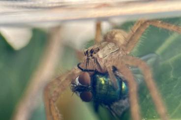 echte Webspinnen kaufen und verkaufen Foto: Biete Cupiennius salei, Hogna, Phidippus regius 