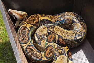 Boas kaufen und verkaufen Foto: Boa constrictor imperator Mix 