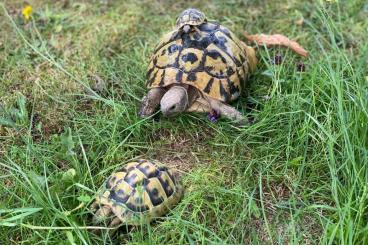 Tortoises kaufen und verkaufen Photo: Griechische Landschildkröten, Nachzucht 23