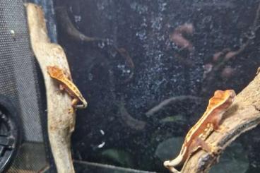 Geckos kaufen und verkaufen Foto: 0.0.2 Kronengecko Jungetiere