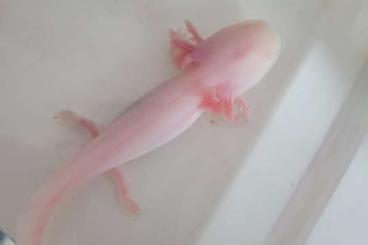 Schwanzlurche kaufen und verkaufen Foto: Axolotl Jungtiere Wildlinge Albino
