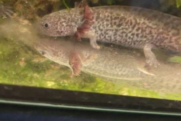 Molche kaufen und verkaufen Foto: Axolotl mit Zubehör Hailea