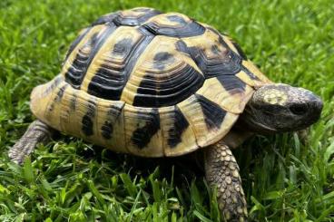 Tortoises kaufen und verkaufen Photo: Griechische Landschildkröte geb. 2016 (männlich)