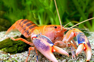 shrimp and other crustacean kaufen und verkaufen Photo: Volcano Yabby - Cherax destructor var. 'Volcano' zu verschenken