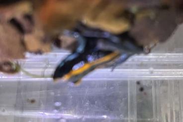 Poison dart frogs kaufen und verkaufen Photo: Phyllobates Vittatus Pfeilgiftfrosch