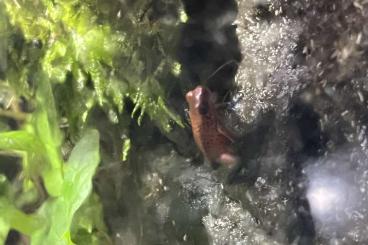 Poison dart frogs kaufen und verkaufen Photo:      Oophaga Pumilio Cristobal kleiner Erdbeerfrosch