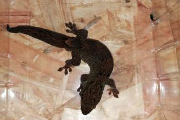 Geckos kaufen und verkaufen Foto: Bavayia Borealis Bodengeckos