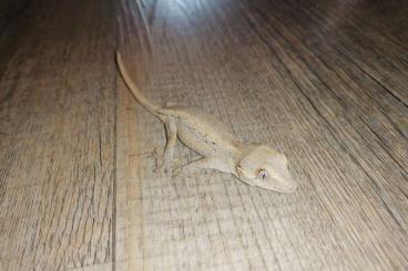 Geckos kaufen und verkaufen Foto: Höckerkopfgecko reservierbar da noch nicht geschlüpft