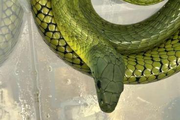 Venomous snakes kaufen und verkaufen Photo: Dendroaspis jamesoni jamesoni 