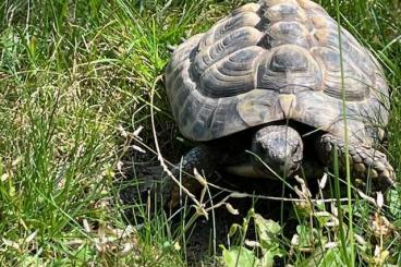 Tortoises kaufen und verkaufen Photo: 2 Griechische Landschildkröten (beide männlich) suchen neues Zuhause