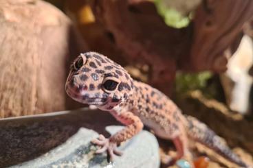 Geckos kaufen und verkaufen Foto: 2 Leopardgeckoweibchen incl. Terrarium mit Zubehör zu verkaufen