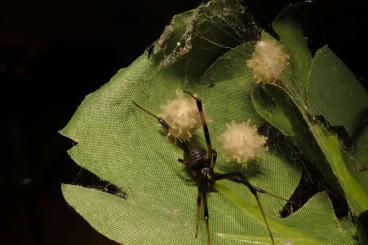echte Webspinnen kaufen und verkaufen Foto: Latrodectus geometricus 0.1.x