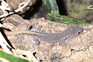 Geckos kaufen und verkaufen Photo: Strophurus taenicauda 0.0.1