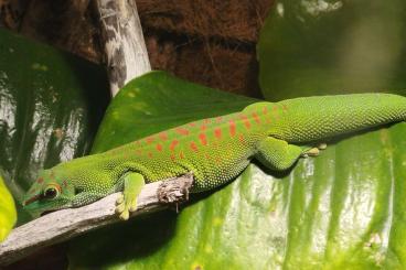 Geckos kaufen und verkaufen Photo: Madagaskar Taggecko weibchen 
