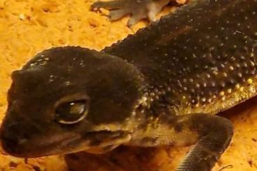 Geckos kaufen und verkaufen Foto: Leopardgecko in liebevolle Hände abzugeben