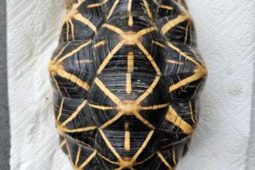 Turtles and Tortoises kaufen und verkaufen Photo: Indische Sternschildkröte "Weibchen"