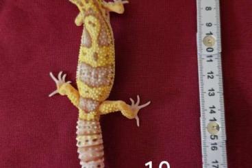 Geckos kaufen und verkaufen Foto: Leopardgeckos aus 2022 und 2023