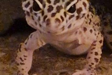 Geckos kaufen und verkaufen Foto: Drei wunderschöne Leopard-Gecko Mädels wegen Platzmangel zu verkaufen 