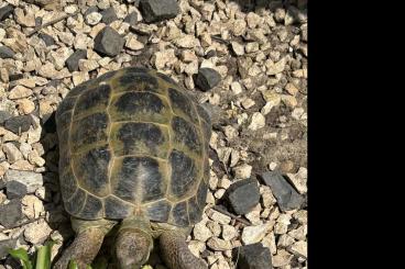Tortoises kaufen und verkaufen Photo: Steppenschildkröte Russische Vierzehenschildkröte Testudo horsfieldii