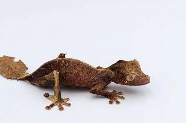 Lizards kaufen und verkaufen Photo: Searching Uroplatus phantasticus / Tribolonotus gracilis 